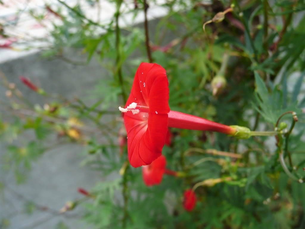 30 CARDINAL CLIMBER VINE Ipomea Quamoclit Red Flower Seeds