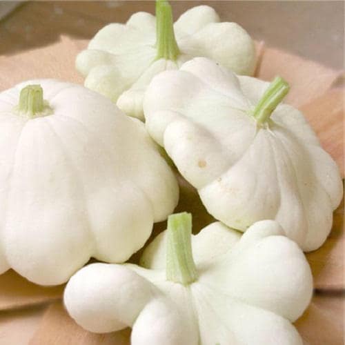 50 WHITE Bush SCALLOP SQUASH (Patty Pan / Paty Pan / Squanter Squash) Summer Cucurbita Pepo Vegetable Seeds