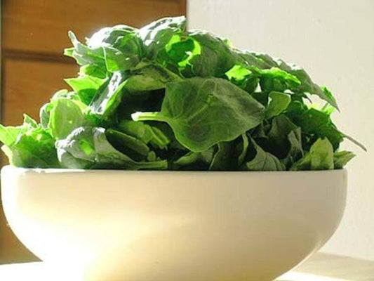 1500 BLOOMSDALE SPINACH Spinacia Oleracea Vegetable Seeds