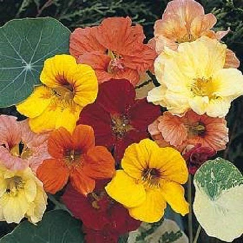 50 Mixed Colors DWARF JEWEL NASTURTIUM Tropaeolum Minus Flower Seeds