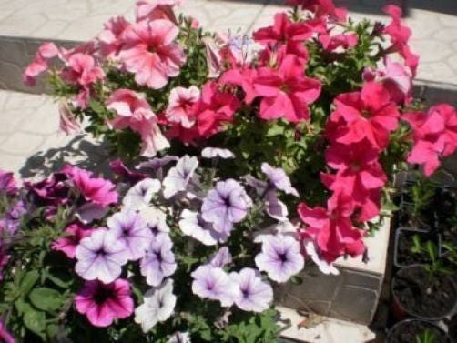 250 Mixed Colors DWARF PETUNIA Pink Red Purple White Yellow Bicolor Flower Seeds