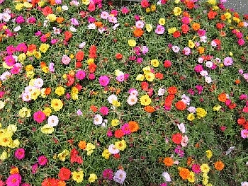 100 Mixed Colors PORTULACA MOSS ROSE Flower Seeds