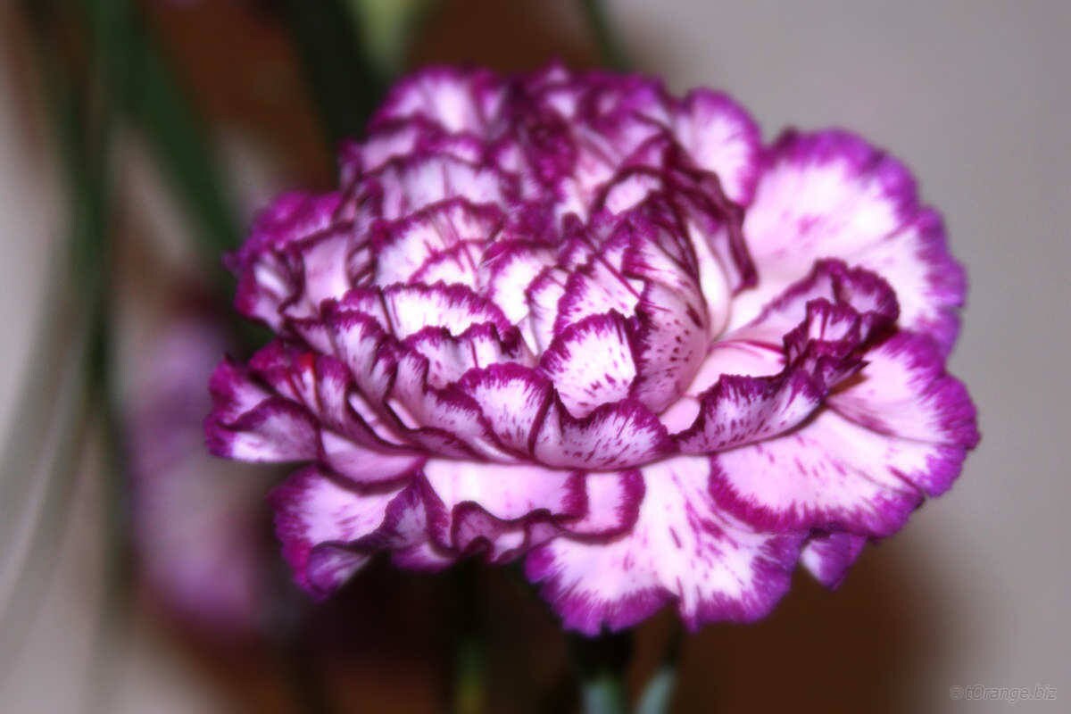 100 Mixed CARNATION / DOUBLE DIANTHUS Chinensis Flower Seeds