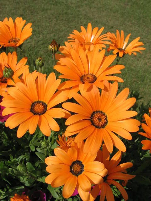 1000 MIXED AFRICAN DAISY ( Cape Marigold / Sun Marigold ) Dimorphotheca Sinuata Flower Seeds