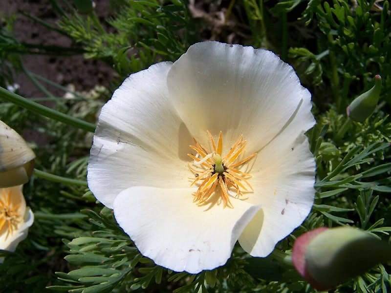 1000 WHITE CALIFORNIA POPPY Eschscholzia Californica Flower Seeds