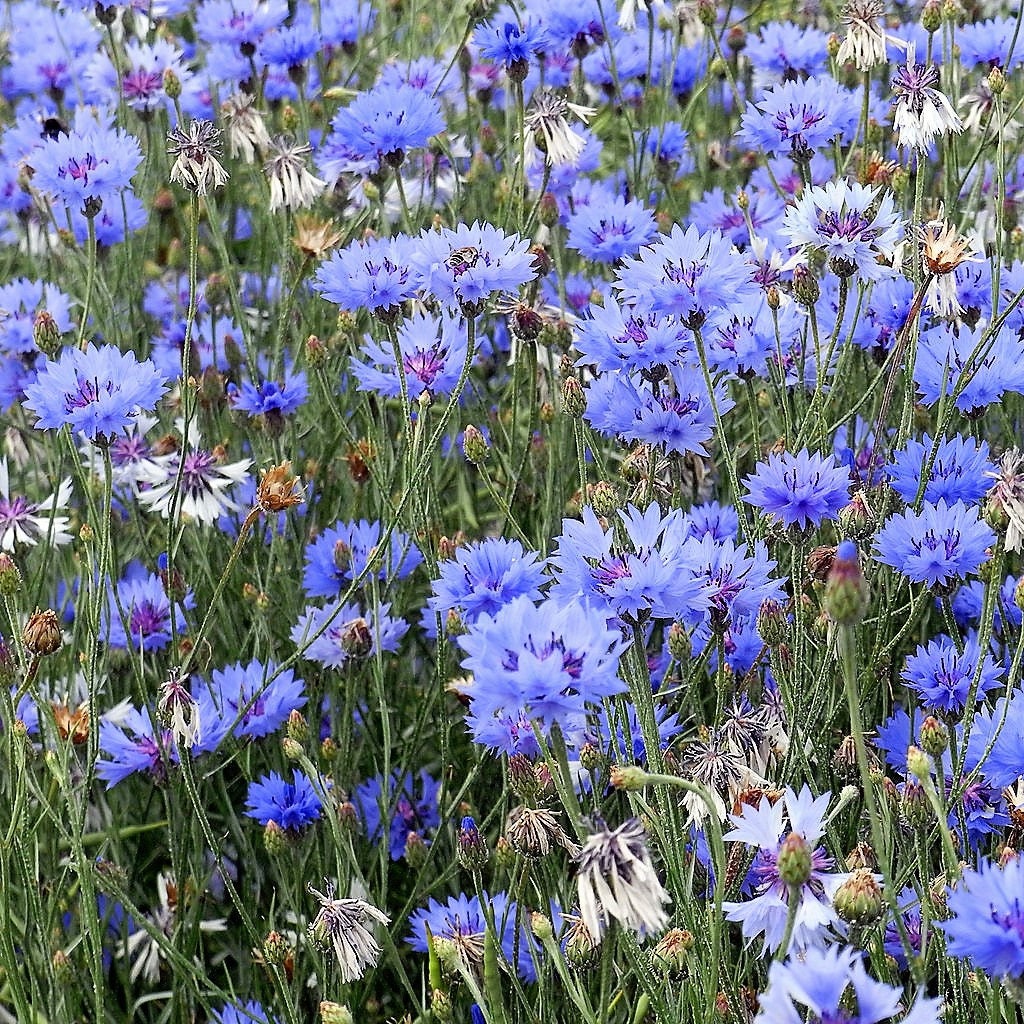 1000 Dwarf Blue BACHELORS BUTTON CORNFLOWER Centaurea Cyanus Flower Seeds