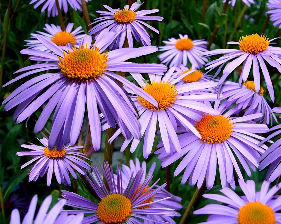 100 Purple NEW ENGLAND ASTER (Michaelmas Daisy) Aster Novae var Angliae Flower Seeds