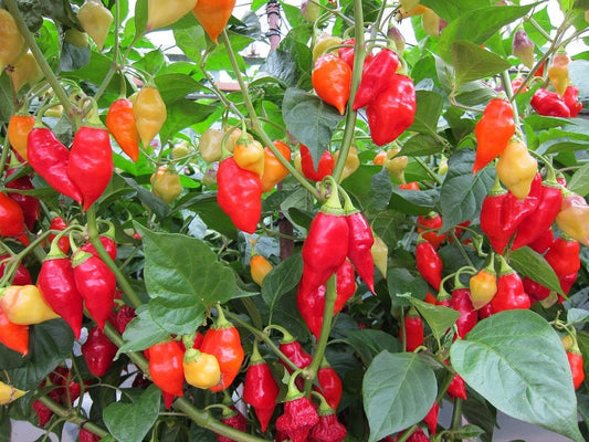 200 SANTA Fe GRANDE PEPPER (Guero Chili Pepper / Yellow Hot Chili Pepper) Capsicum Annuum Vegetable Seeds