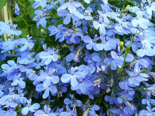 200 SKY BLUE LOBELIA Regatta Lobelia Erinus Flower Seeds