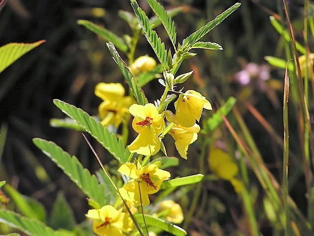 300 Yellow PARTRIDGE PEA (Sleeping Plant / Sensitive Pea) Chamaecrista Fasciculata Flower Seeds