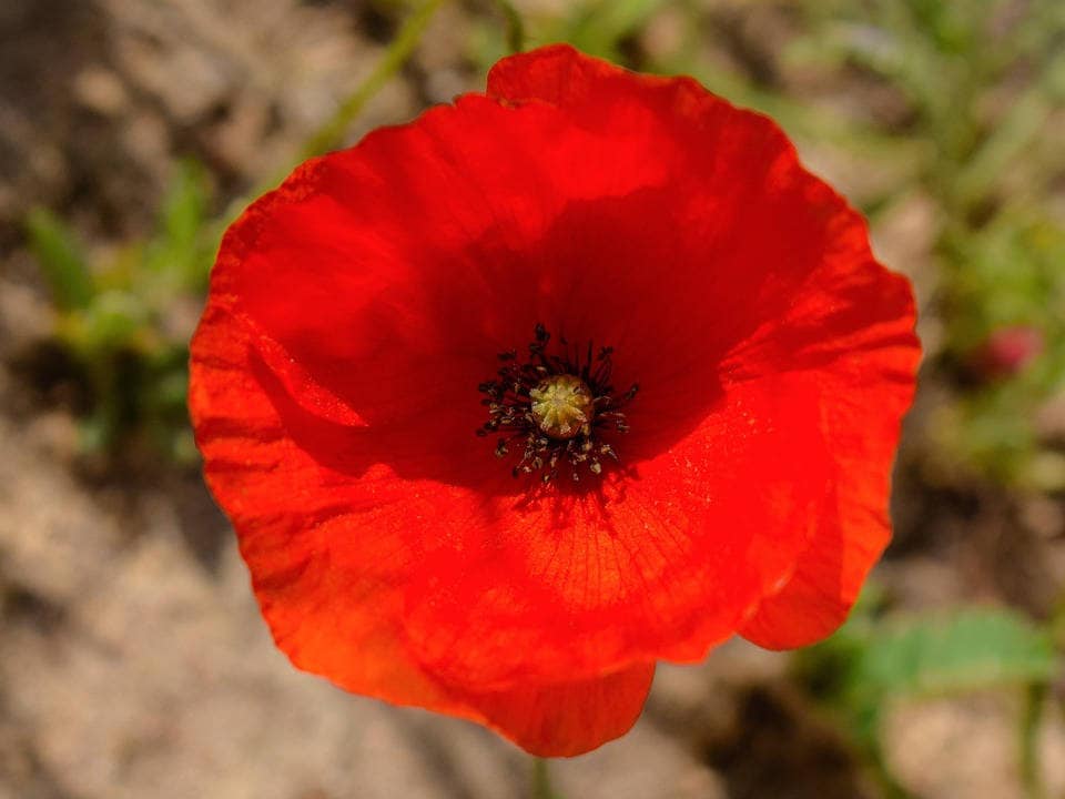 2000 MIXED Colors SHIRLEY POPPY ( aka Corn / Field / Flanders ) Papaver Rhoeas Flower Seeds