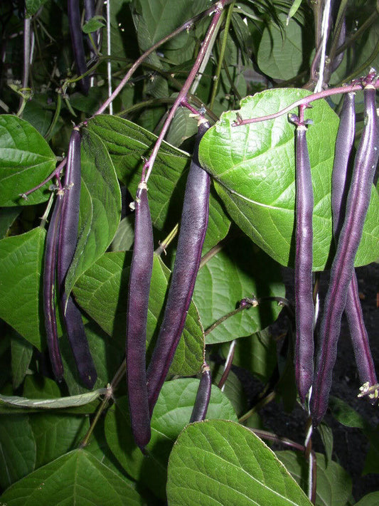 40 Royal PURPLE POD BEAN Phaseolus Vulgaris Vegetable Seeds