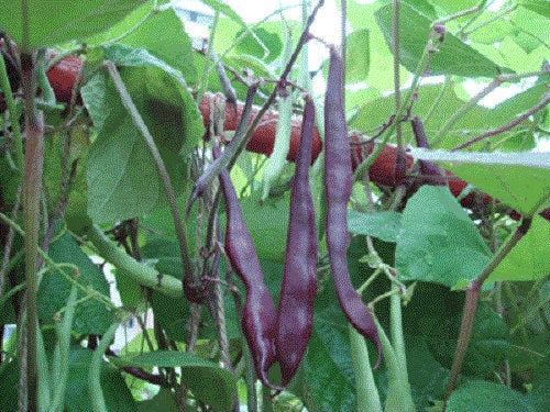 40 Royal PURPLE POD BEAN Phaseolus Vulgaris Vegetable Seeds