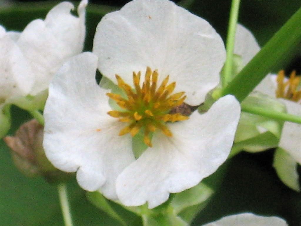 500 White Broadleaf ARROWHEAD Sagittaria Latifolia POND WETLAND Flower Seeds