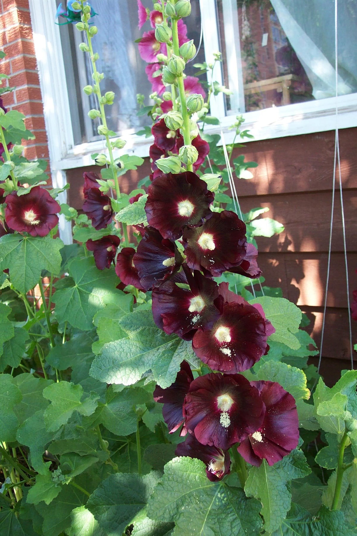 Alcea Tree 25 BURGUNDY RED HOLLYHOCK Alcea Rosea Flower Seeds Perennial ...