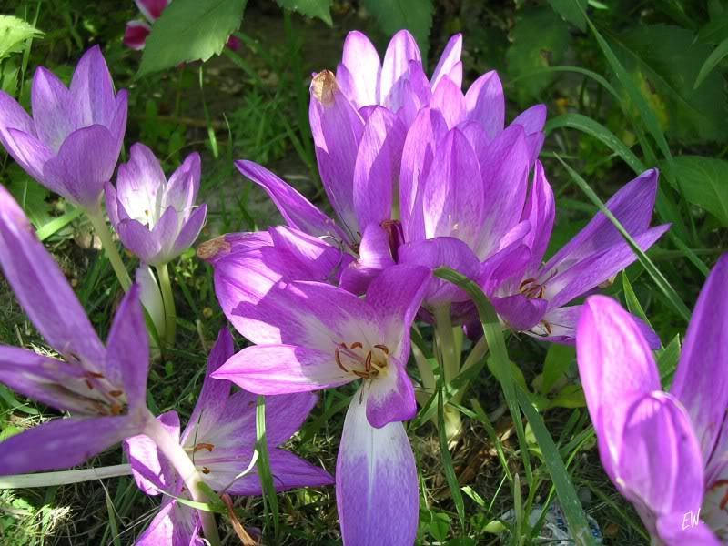 Cholchicum 10 AUTUMN CROCUS Colchicum Autumnale Meadow Saffron Flower Seeds ...