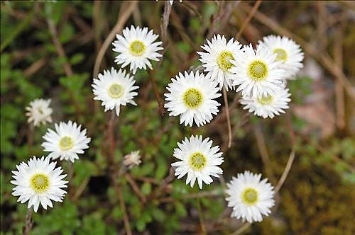 100 WHITE DOUBLE STRAWFLOWER Helichrysum Monstrosum Flower Seeds