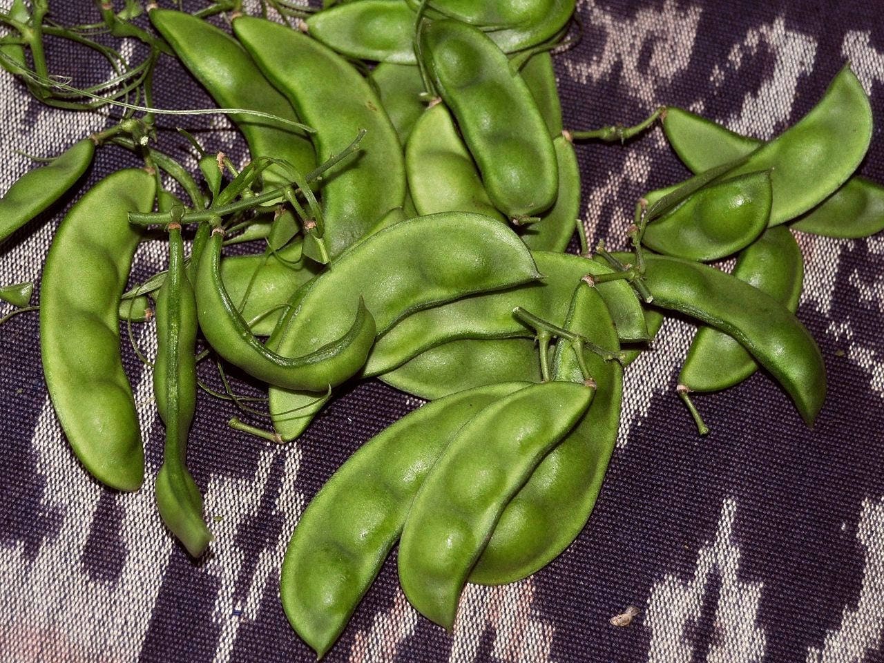50 BABY LIMA BEAN Phaseolus Lunatus Vegetable Seeds