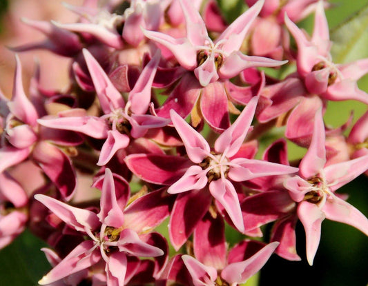 50 SHOWY (Greek) MILKWEED Asclepias Speciosa Flower Seeds