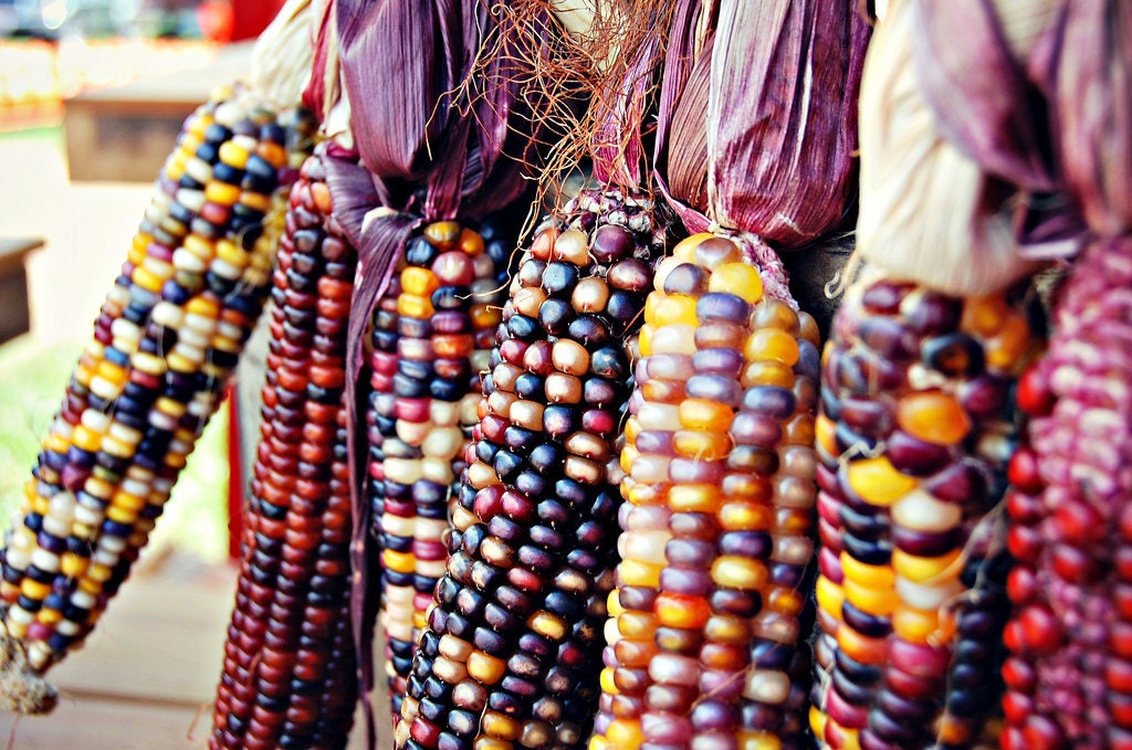 100 Ornamental INDIAN CORN WAMPUM Mixed Colors Zea Mays Vegetable Seeds