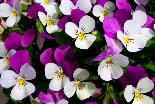 100 JOHNNY JUMP UP Violet Viola Tricolor Flower Seeds