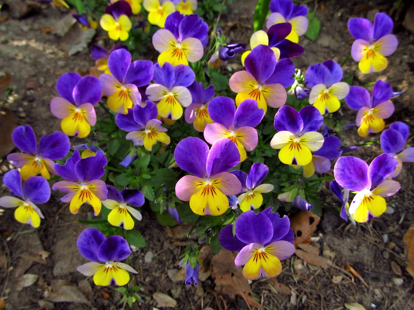 50 Dark JOHNNY JUMP UP Violet Viola Tricolor Flower Seeds