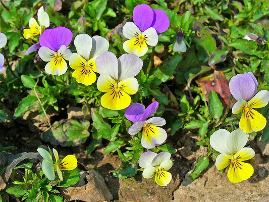 50 Light JOHNNY JUMP UP Viola Tricolor Violet Flower Seeds