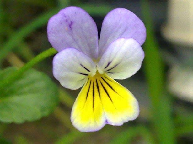 50 Light JOHNNY JUMP UP Viola Tricolor Violet Flower Seeds