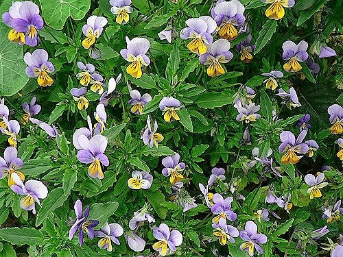 50 Light JOHNNY JUMP UP Viola Tricolor Violet Flower Seeds