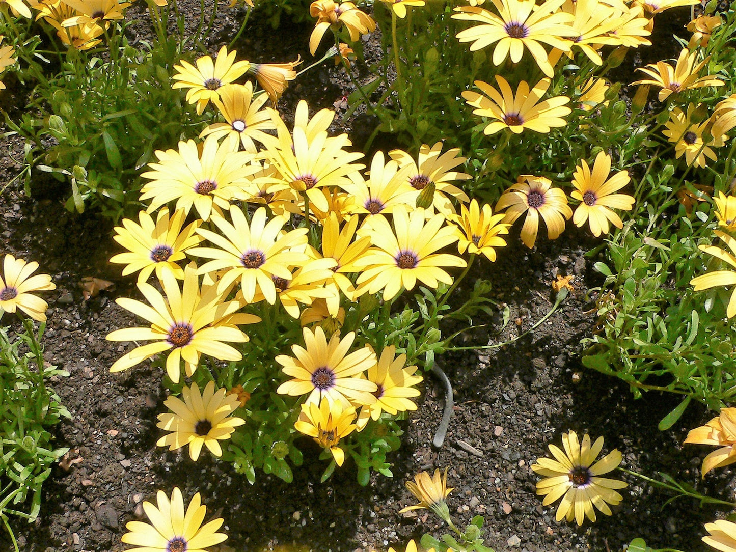 1000 MIXED AFRICAN DAISY ( Cape Marigold / Sun Marigold ) Dimorphotheca Sinuata Flower Seeds