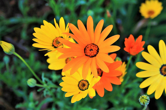 1000 MIXED AFRICAN DAISY ( Cape Marigold / Sun Marigold ) Dimorphotheca Sinuata Flower Seeds