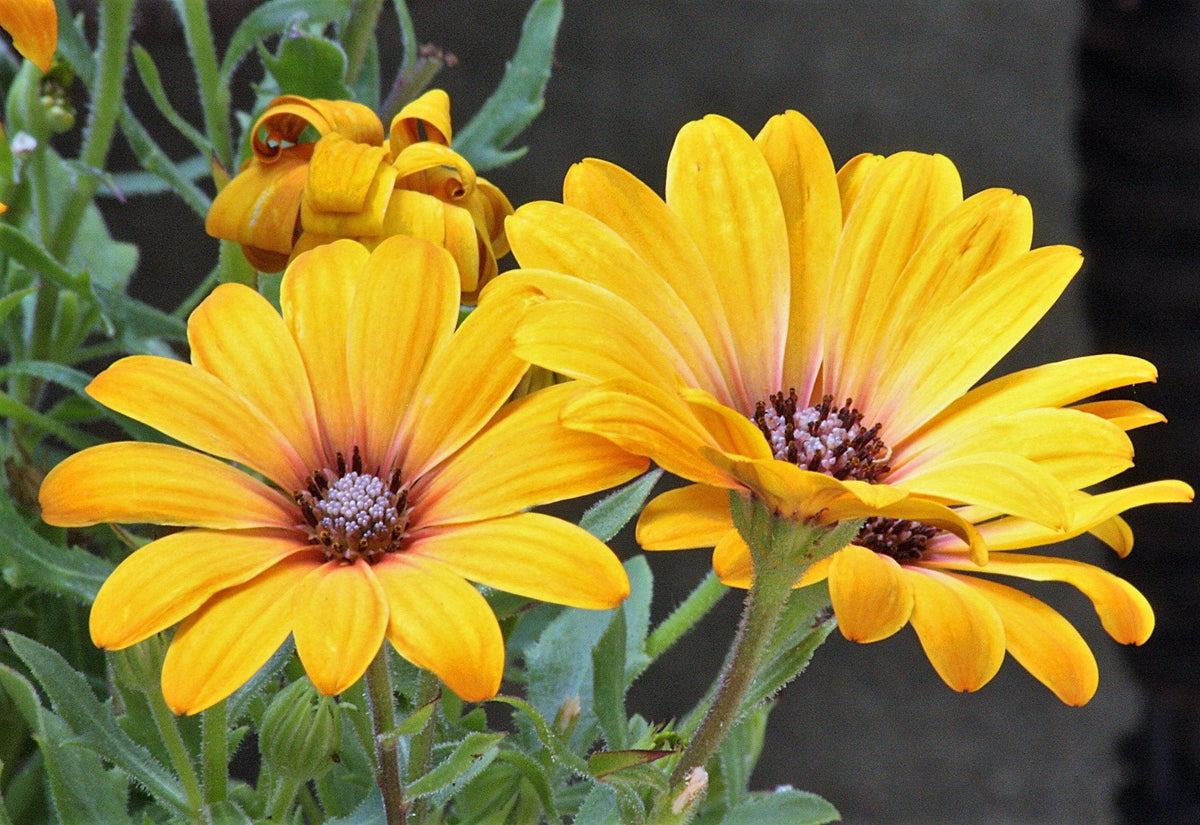 Daisy Merigold 1000 MIXED AFRICAN DAISY ( Cape Marigold / Sun Marigold ) Dimorphothec ...