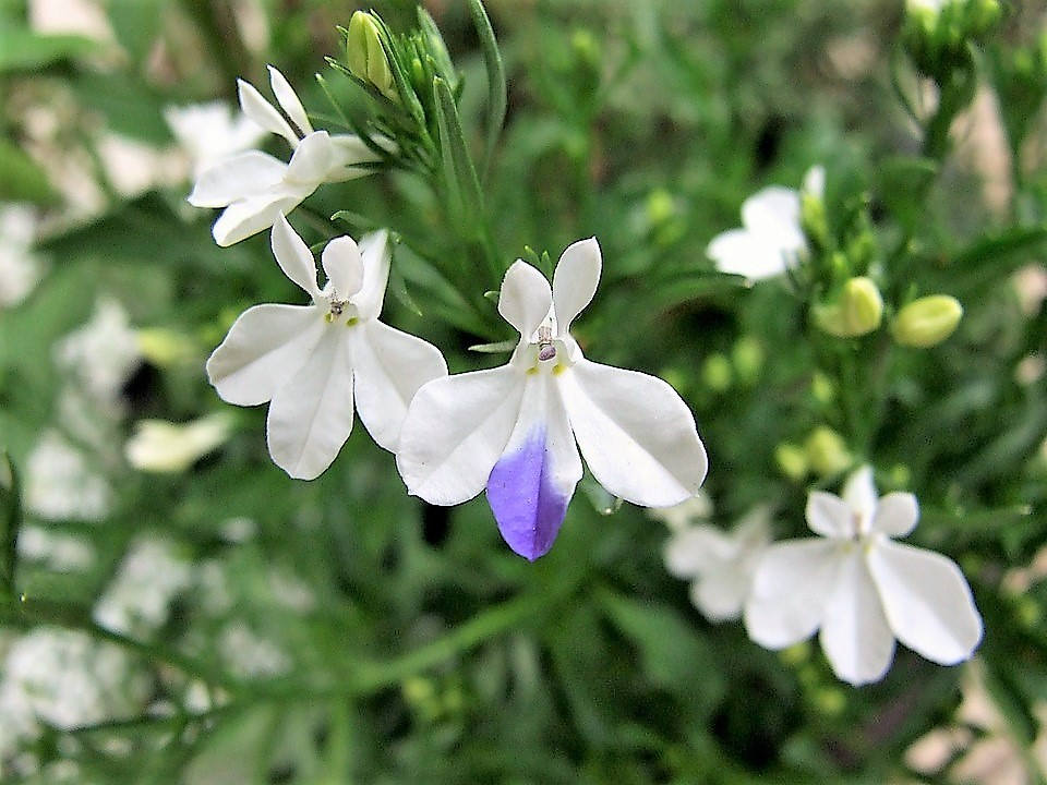 200 WHITE LOBELIA REGATTA Erinus Flower Seeds