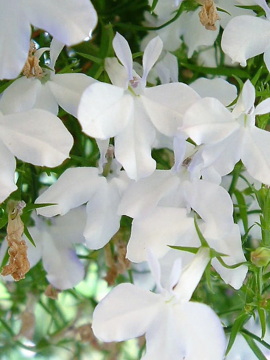 200 WHITE LOBELIA REGATTA Erinus Flower Seeds