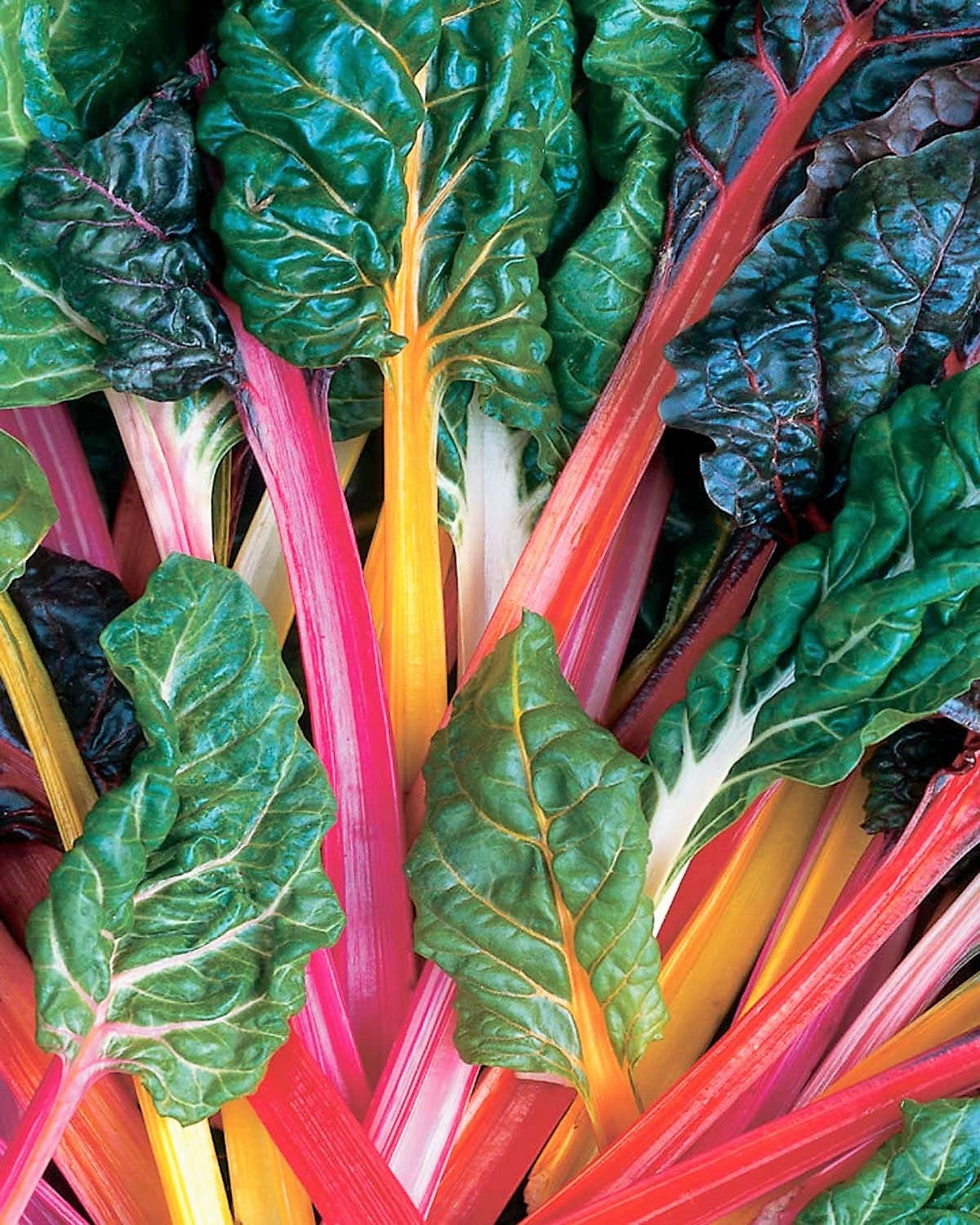 150 MIXED Colors Northern Lights SWISS CHARD (Perpetual Spinach) Beta Vulgaris Cicla Vegetable Seeds
