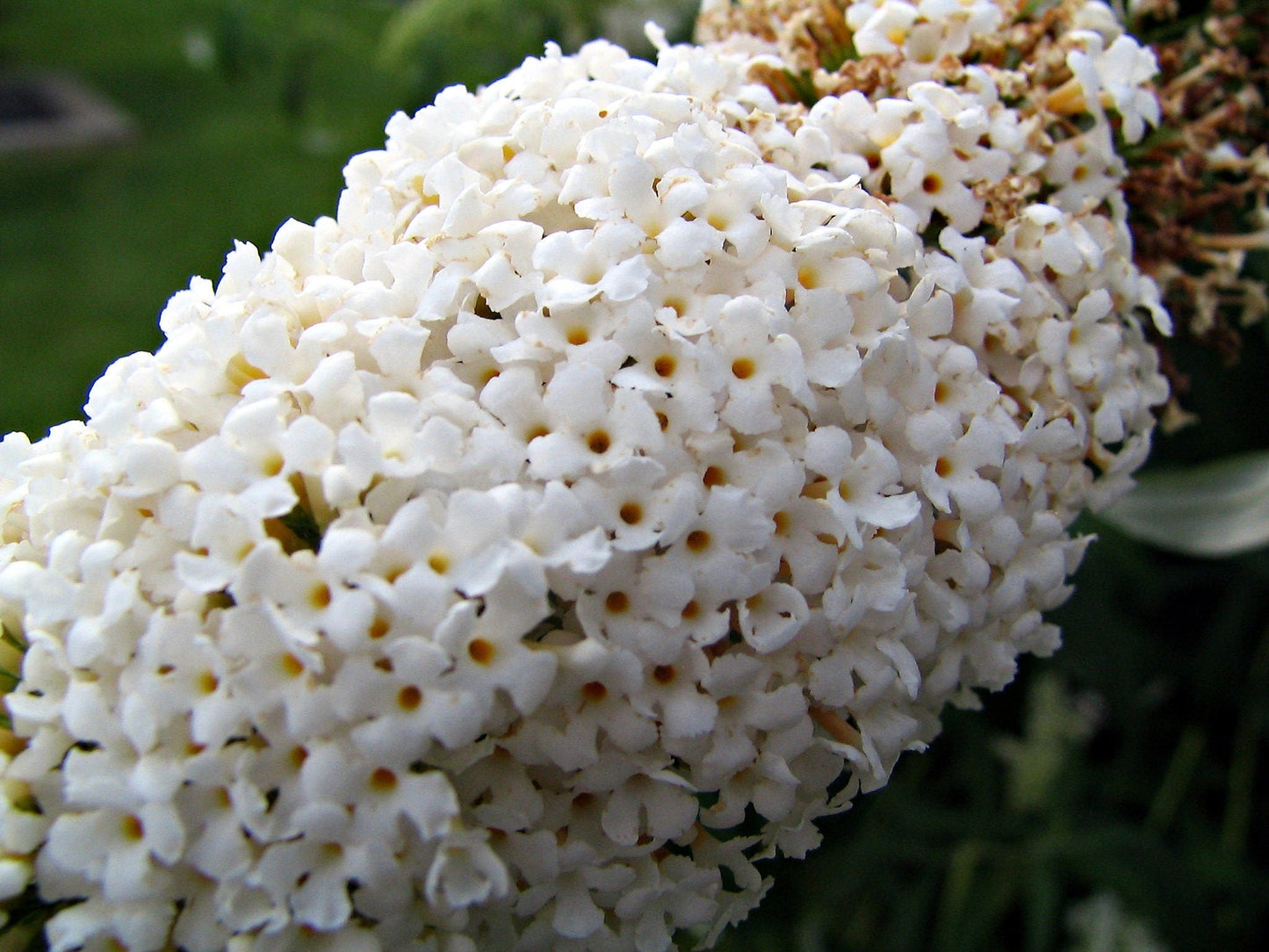 50 WHITE BUTTERFLY BUSH Buddleia Davidii Flower Seeds – Seedville USA