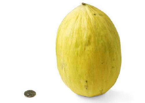 30 CRENSHAW MELON ( Muskmelon / Winter Melon / Cranshaw ) Cucumis Melo Fruit Seeds
