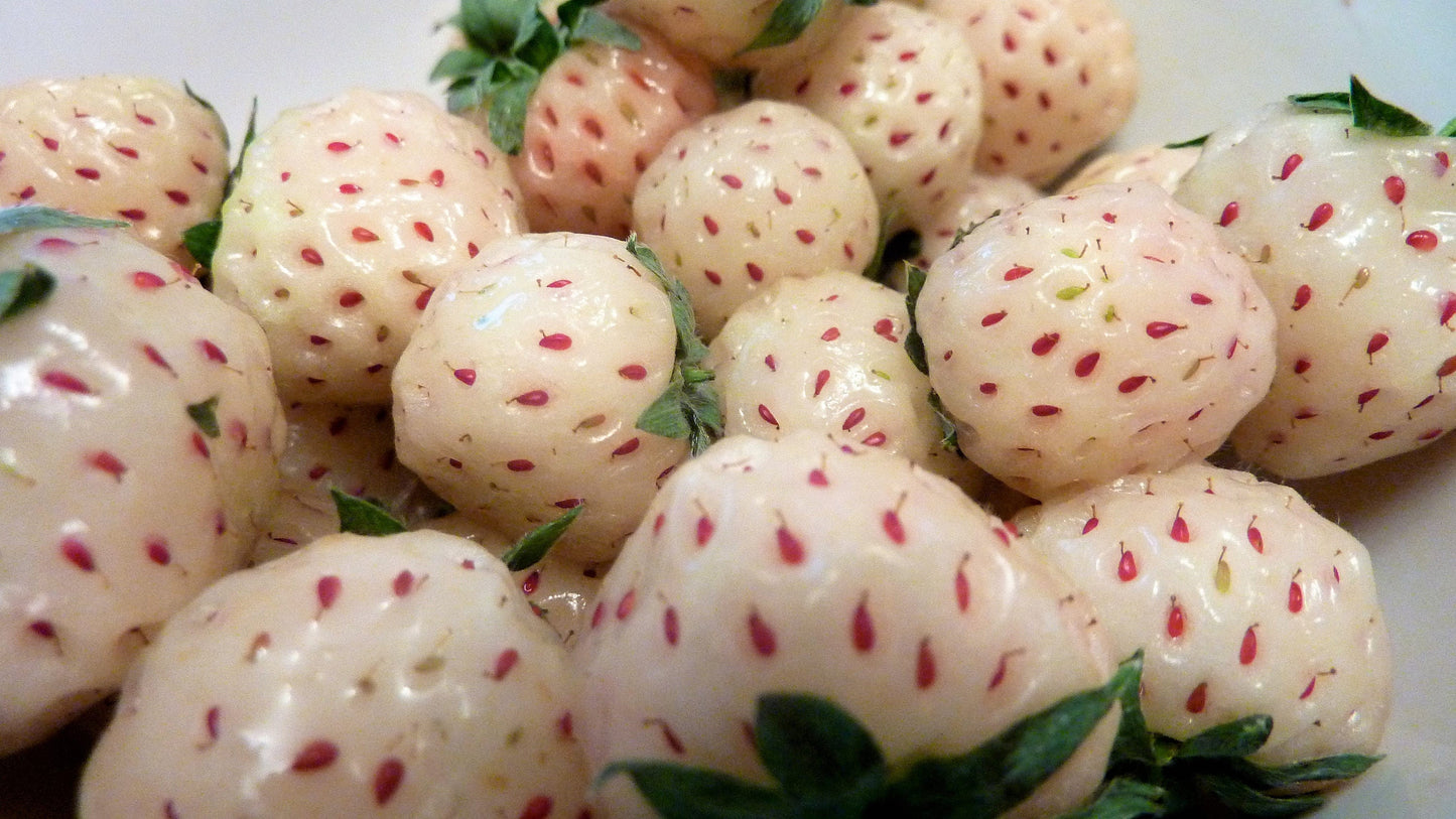 100 WHITE SOUL STRAWBERRY Fragaria Vesca Fruit Flower Berry Seeds