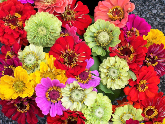 250 Mixed Colors ZINNIA ELEGANS Flower Seeds