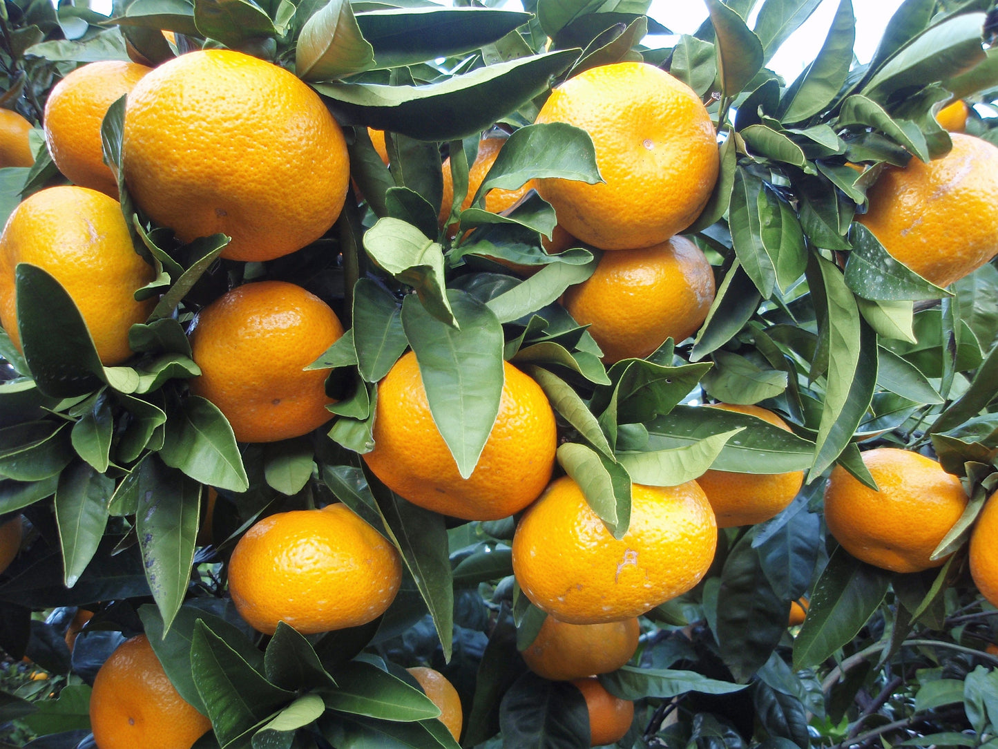 20 TANGERINE Mandrin Orange Citrus Reticulata Fruit Tree Seeds