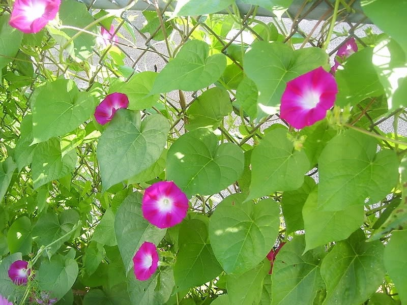 50 Mixed Colors MORNING GLORY Ipomoea Purpurea Vine Flower Seeds