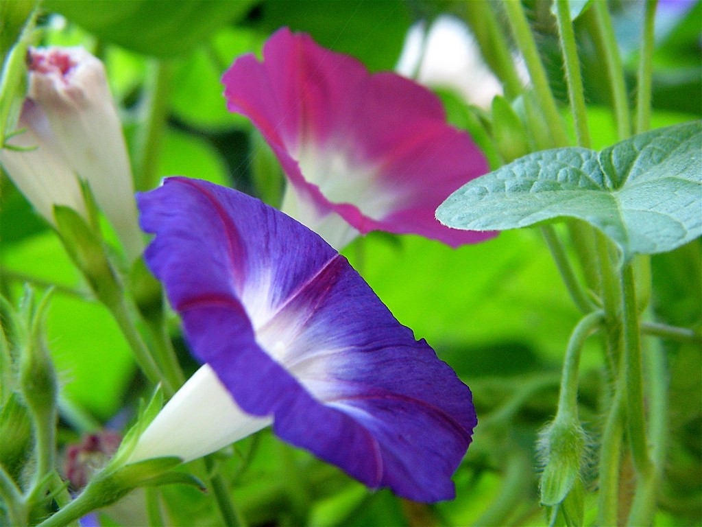 50 Mixed Colors MORNING GLORY Ipomoea Purpurea Vine Flower Seeds