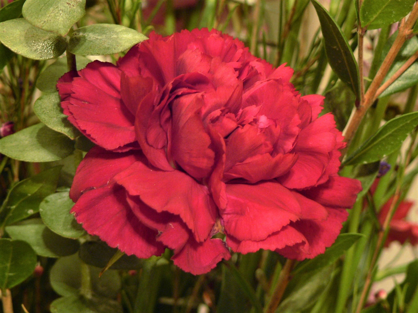 100 Mixed CARNATION / DOUBLE DIANTHUS Chinensis Flower Seeds