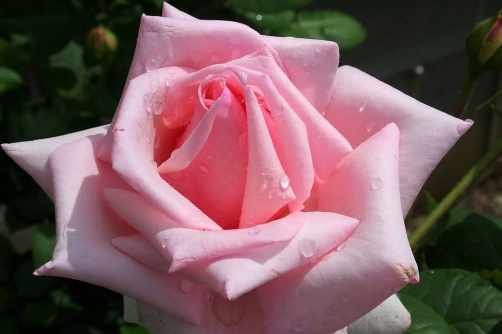 5 PINK ROSE Rosa Bush Shrub Perennial Flower Seeds