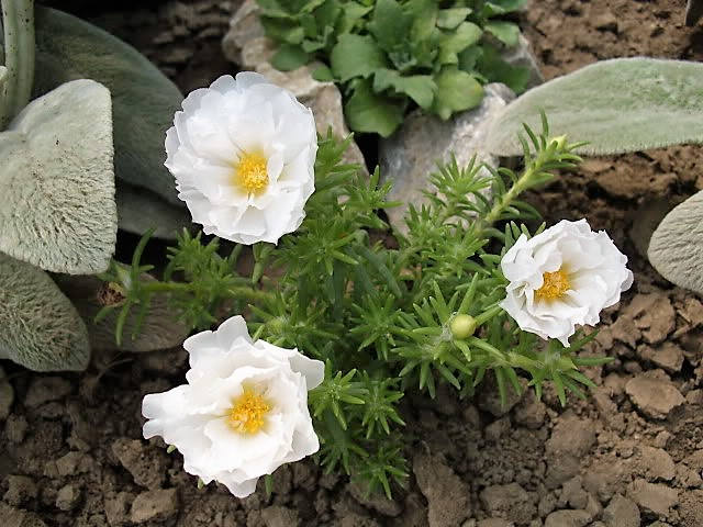 100 White PORTULACA Grandiflora / MOSS ROSE Succulent Flower Seeds