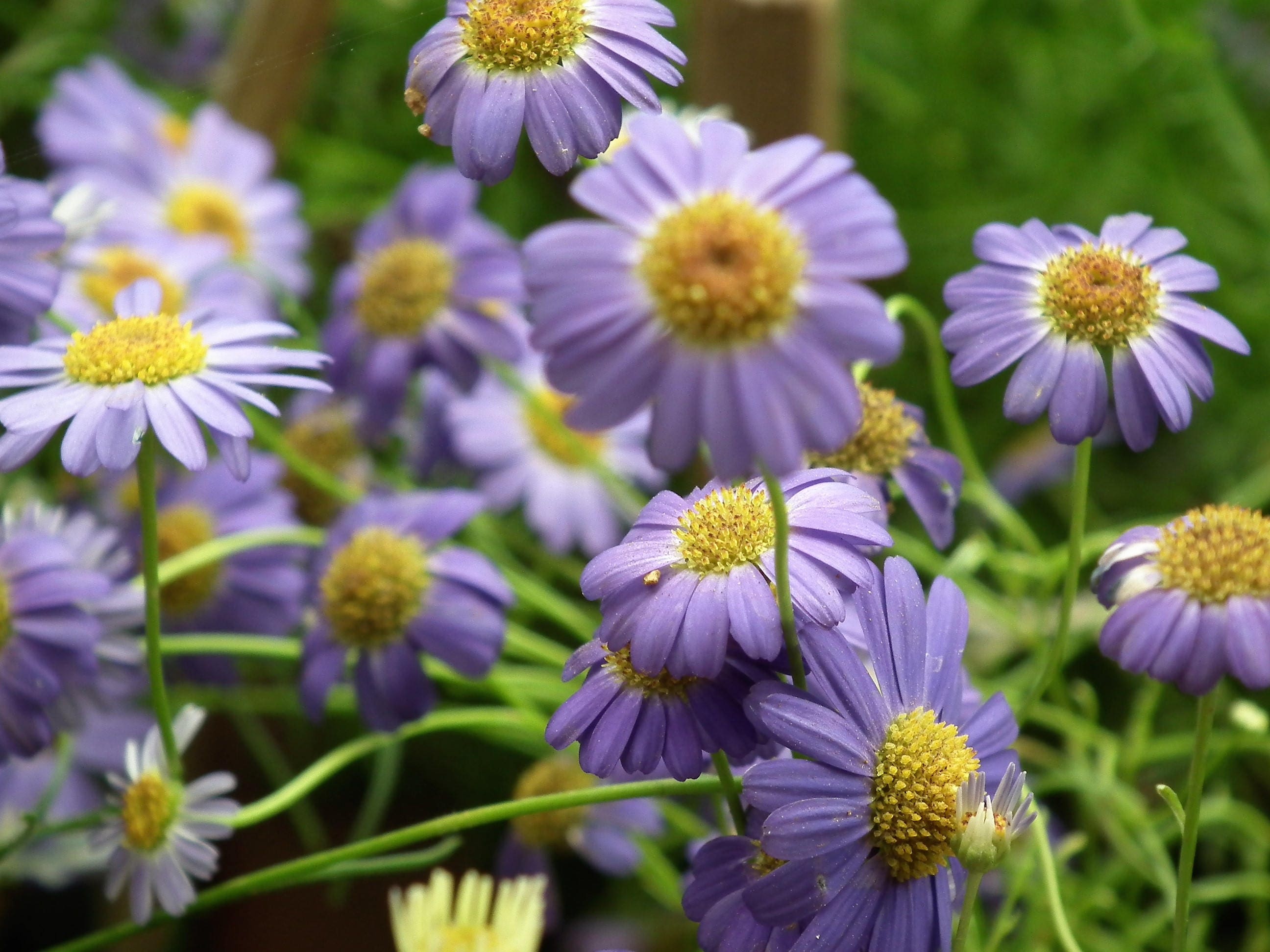 200 Mixed Colors SWAN RIVER DAISY Brachyscome Iberidifolia Flower Seed 200 Mixed Colors SWAN RIVER DAISY Brachyscome Iberidifolia Flower Seed