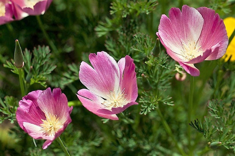 100 PURPLE Gleam CALIFORNIA POPPY Eschscholzia Californica Flower Seeds