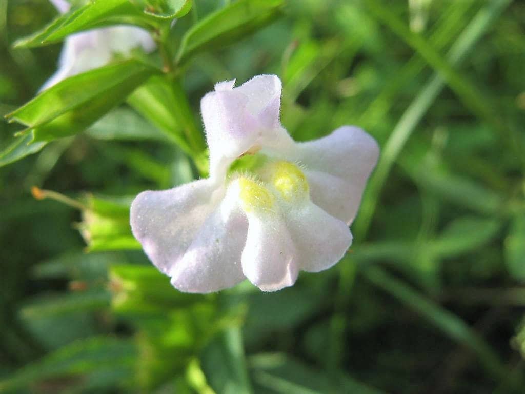 100 Twinkle WHITE MONKEY FLOWER Mimulus Seeds
