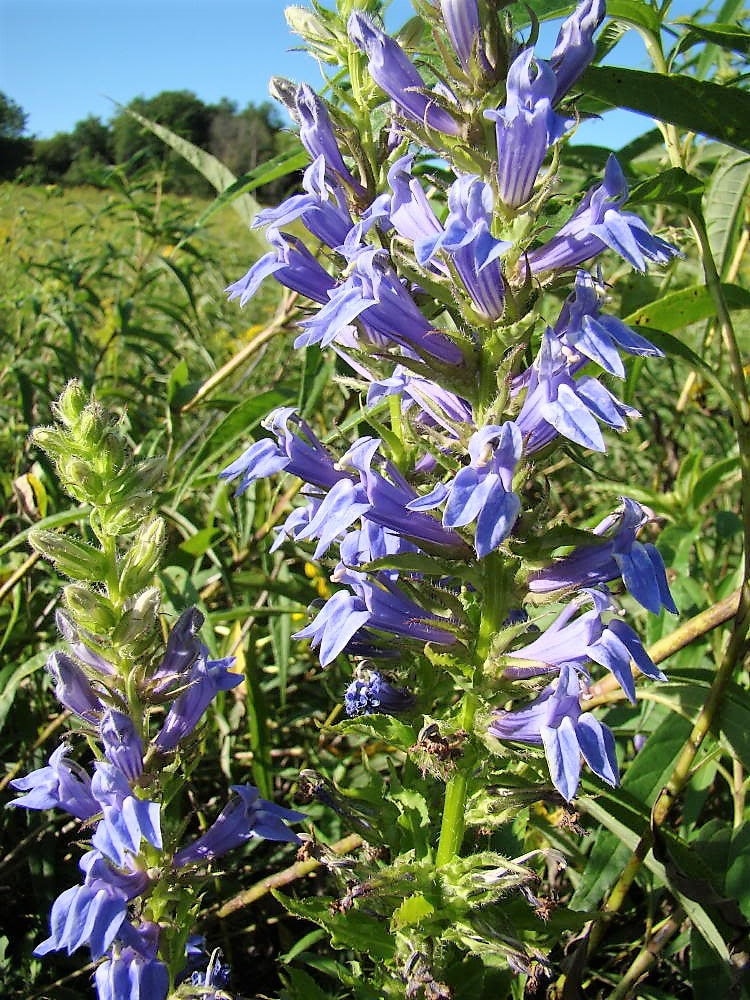 500 GREAT BLUE LOBELIA Lobelia Siphilitica Flower Seeds
