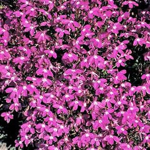 200 MAGENTA PINK LOBELIA Regatta Lobelia Erinus Flower Seeds